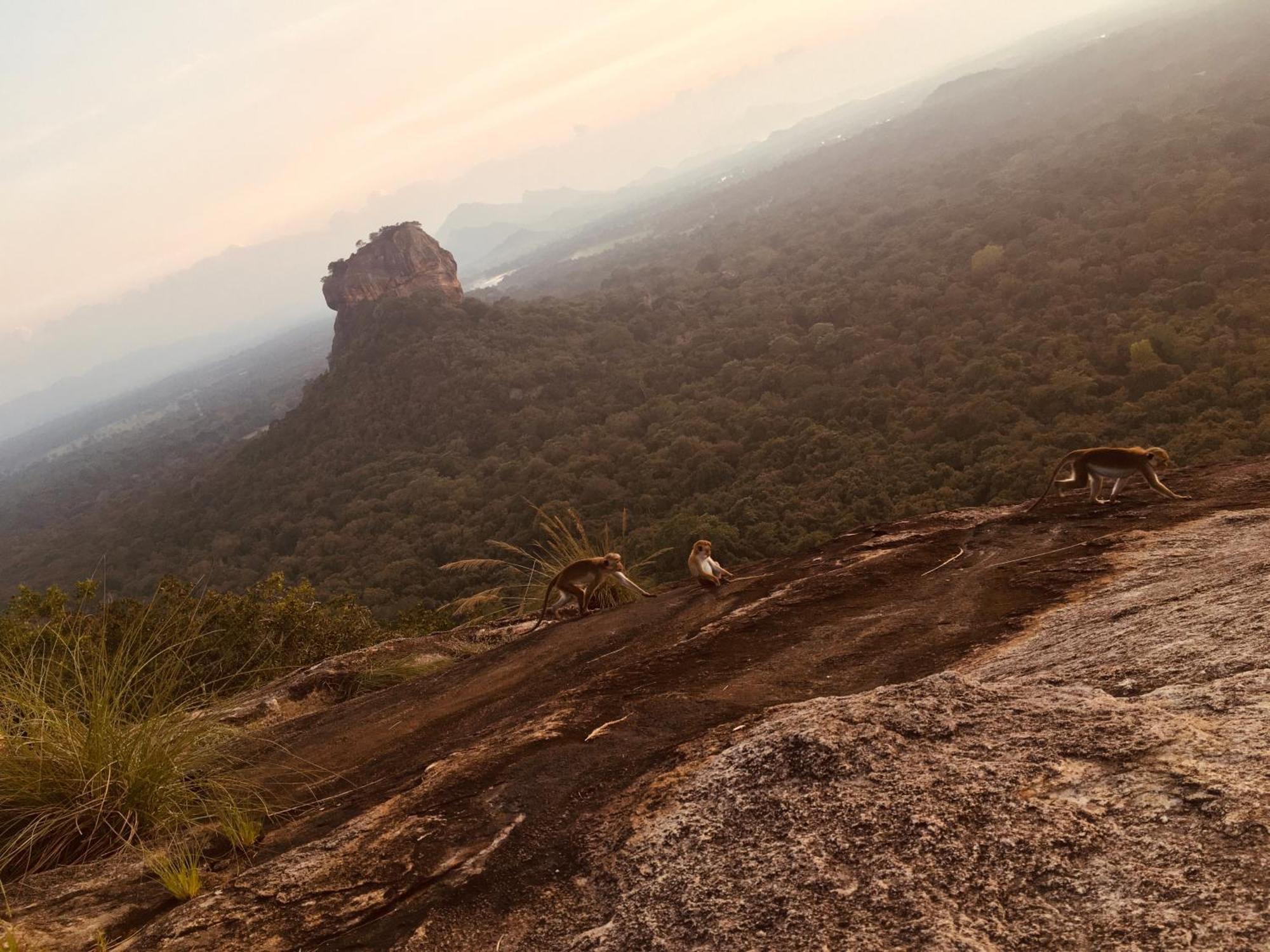 Hotel Sigiriya Kele Екстер'єр фото